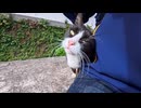 【不思議】漁港の石のベンチに座ると、なぜか毎回猫がやってくるｗ