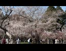 円山公園で梅と桜の花見。そして北海道神宮・表参道の春景色 - 2026年4月26日 (Full HD)