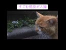 激突？先代ボス猫vs未来のボス猫