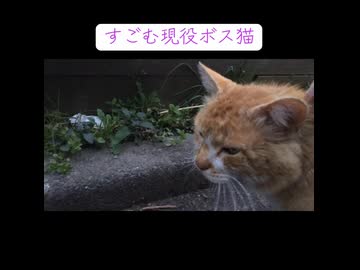 人気の「ぬこぬこ動画」動画 51527本 - ニコニコ動画