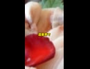 赤ちゃんはどこからくるの？
