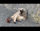 道端で毛づくろいしている島猫さん□