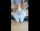パイプに乗っかりながら寝ている子猫