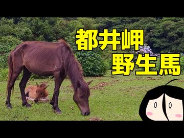 都井岬 野生馬とドライブとメガラーメンと #284【広島弁中国うさぎ】