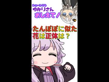 【ショートでもゆかりさん教えて！】たんぽぽに似た花の正体は？