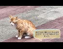 【MV】古い釣り場と、あの日の猫