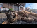 港猫「ここが今日の寝床です」→まさかの道路ど真ん中でゴロンｗｗｗ