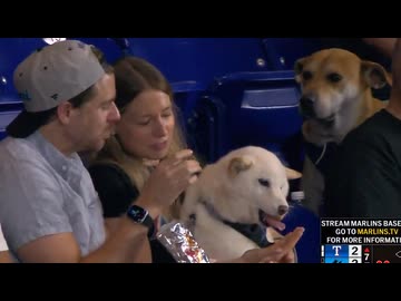 ホモと見る甘やかされてる犬を見る犬