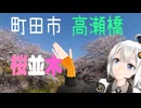 紲星あかりがうろうろ 町田市 高瀬橋 桜並木