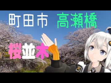 紲星あかりがうろうろ 町田市 高瀬橋 桜並木