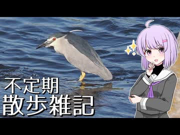 不定期散歩雑記_109 - ゴイサギ