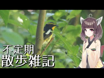 不定期散歩雑記_110 - 三瓶探鳥