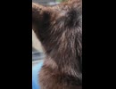 猫島のフェリー乗り場のベンチに座ると猫が集まってきて楽しい