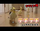 テチテチ行進！オカメインコのモモヒキ隊が可愛すぎて尊いｗ