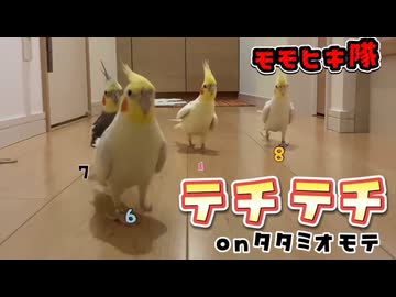テチテチ行進！オカメインコのモモヒキ隊が可愛すぎて尊いｗ