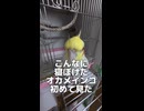 コケてぶつかるｗ引きこもりオカメインコの朝が尊すぎて無理