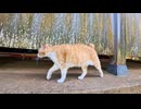 神社の境内を毎日パトロールするトラ猫ちゃんに密着してみた