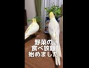 オカメインコ４羽が野菜食べ放題！？無農薬バイキング開幕ｗ