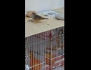 餌を喰らうキンカチョウのショート動画2026 6 25