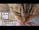 ご飯中の猫の鼻のシワって可愛いですよね