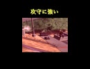 【EXVS2IB】攻守に強い
