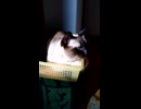 スリッパ入れを猫ベッドと間違った夢様