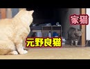 一緒に遊びたいようですが…【元野良猫】 【野良猫】