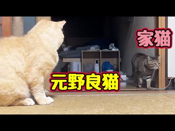一緒に遊びたいようですが…【元野良猫】 【野良猫】