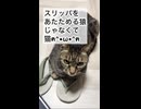 【キジトラ2号】スリッパをあたためる猫【かや】