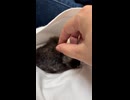 ヒヨコ爆誕(`θ`)