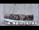 猫、寝返りして落ちる