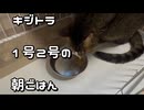 【ずず】キジトラ1号2号の朝ごはん【かや】