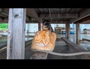 漁港の屋根の下にぎゅっと集まって雨宿りする猫たちが可愛すぎて涙出てきた□□□️