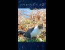いつか見たキジトラ白猫