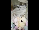 「ここダメかしら？」フェルト瓶に引きこもるフクロモモンガが尊すぎた… #おつモモンガ  #shorts