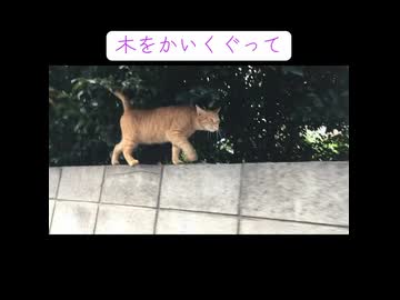 ボス猫との楽しい遠足散歩
