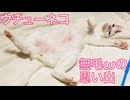 【ω接写注意】ウチューネコ、無毛ωのメモリー
