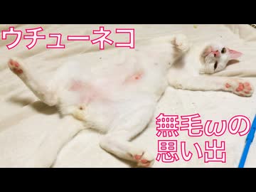 【ω接写注意】ウチューネコ、無毛ωのメモリー