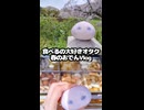 食べるの大好きオタク春のおでんVlog