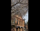札幌ビール園における春の景色 - 2026年4月26日 (Short video)