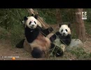PandapiaLive_2026_06_25