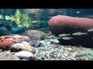 鮎【世界淡水魚園水族館 アクア・トト ぎふ】