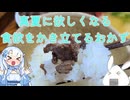 【一品もの】今年も山椒の時期が終わりそうなので1年を通して楽しめるようにしましょうか（山椒の醤油漬けと牛肉の山椒煮）【ゆっくり音声】【COOLキッチン】