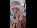 ケージの上からトイレに移動する子猫□