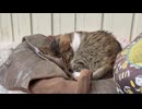 クッションで寝ている神社の猫さん⛩️