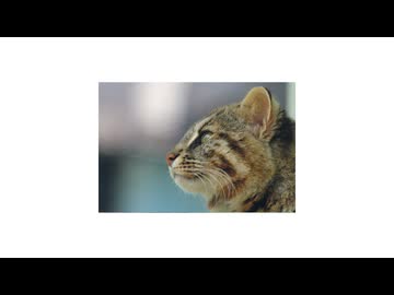 【GUMI SV】森に聞いた【オリジナル／GUMI誕生祭2026】