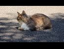 日陰でくつろぐ島猫さん□