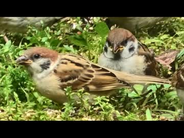初夏のやつ～ら　その7