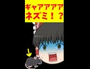 【ゆっくり茶番】ヒャアアアッ！？目の前にネズミが現れて霊夢はどうする？【ゆっくり茶番劇】