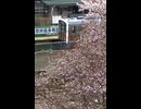 【のら】桜が咲く厚岸駅
